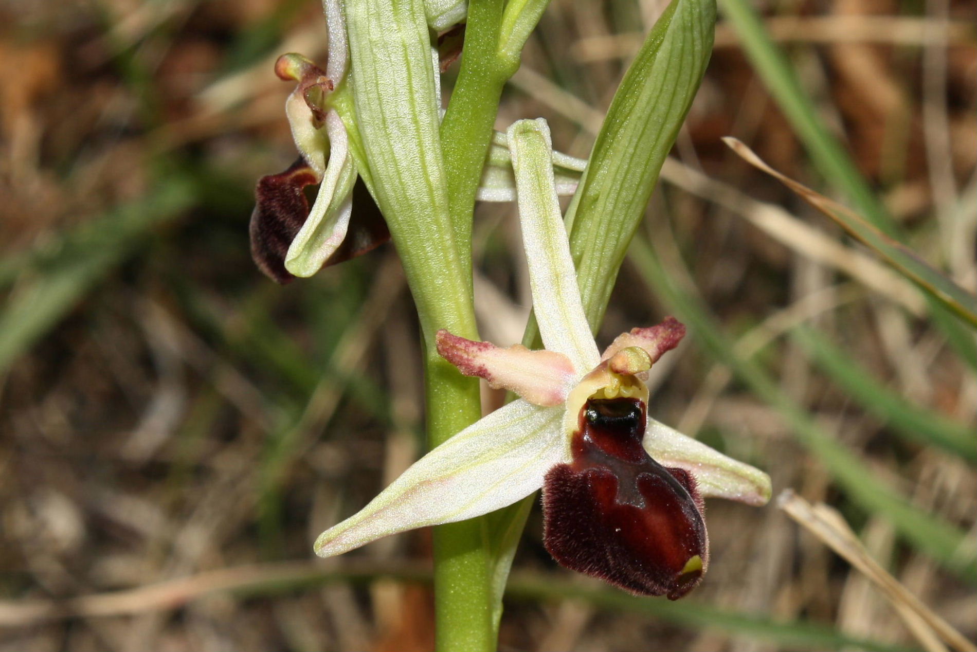 Ophrys exaltata ???